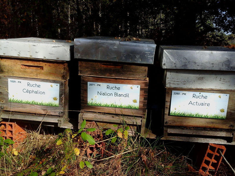 La ruche Nialion Blandil